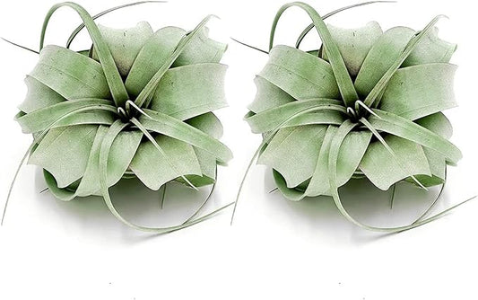 Air Plants - Tillandsia Xerographica, Regular 3-5” - 2ct - Live Arrival Gauranteed - House Plants for Home Decor & Gift
