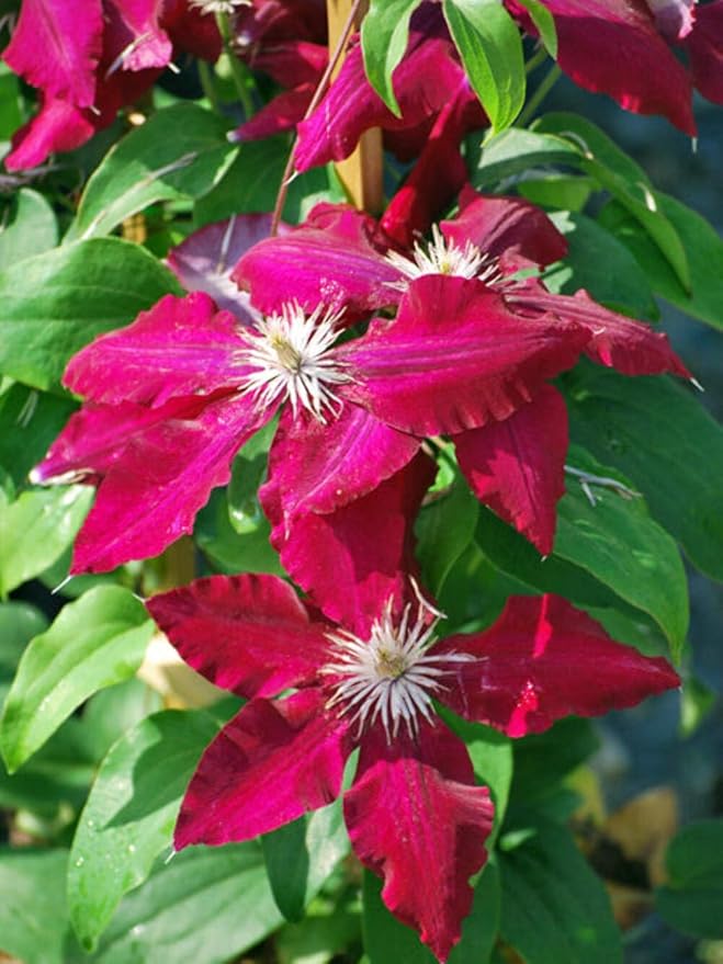 Perennial Farm Clematis 'Rebecca' Hybrid – Live Flowering Vine in 4 Quart Container, Large Velvety Red Blooms, Long Blooming, Compact Climber, Ideal for Trellises, Arbors & Containers