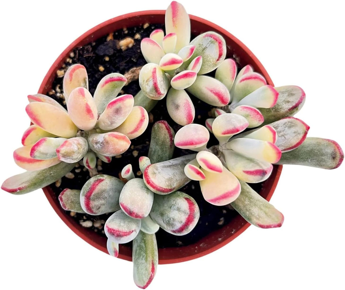 Live Succulent Plants Cotyledon Orbiculata cv. Long Leaf Variegated, Easy Care Potted Succulents, Approx 4" D x 4" H, Indoor Houseplant, Unique Gifts, Home Office Décor