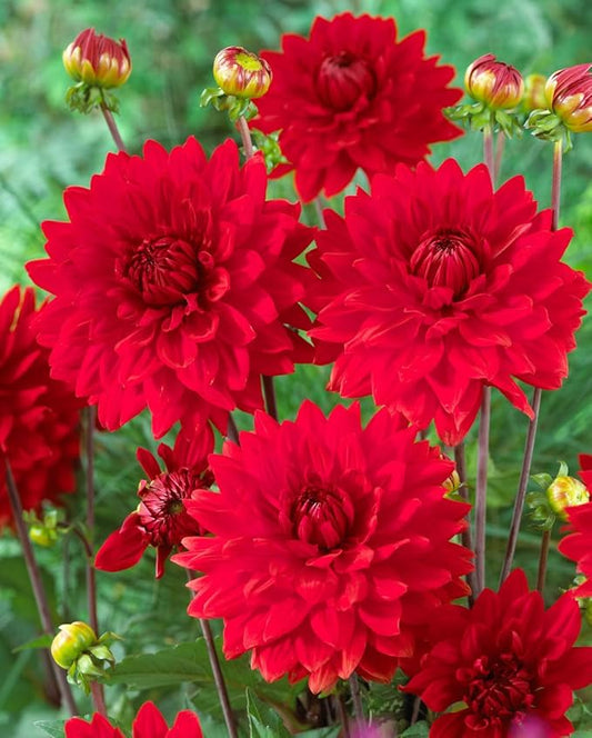 Garden Wonder Dahlia Bulbs - Stunning Dahlia Blooms, Large Flowering Dahlia Bulbs | Perennial Flower, Prefect for Cut, Easy to Grow, Attracts pollinators (2 Pack)