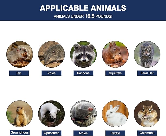 Animal Trap Cage, 31 Inch Live Traps for Raccoons Heavy Duty, Cat for Stray Cats, Squirrels, Raccoon, Rabbits, Possum, Skunk, Outdoor Small Animal Humane Catch & Release, Foldable