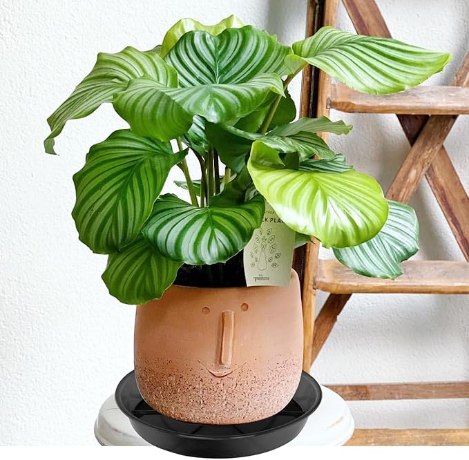 Large Plant Saucer 16 Inch 2 Pack, Plant Trays for Pots Heavy Duty Round Plastic Plant Saucers for Indoors Outdoors, Clear Black Flower Plant Pot Saucer, Flower Pot Drip Trays, Plant Pot Tray