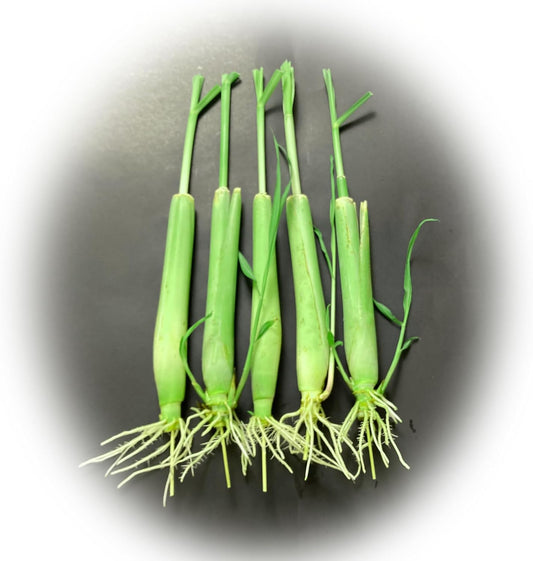 5 Lemongrass Plants 12 Inches Long, Rooted & Ready to Plant, Hydroponically Grown Lemon Grass Live Stalks, Natural Mosquito Repellent, Premium Quality Stalks Perfect for Tea and Essential Oils