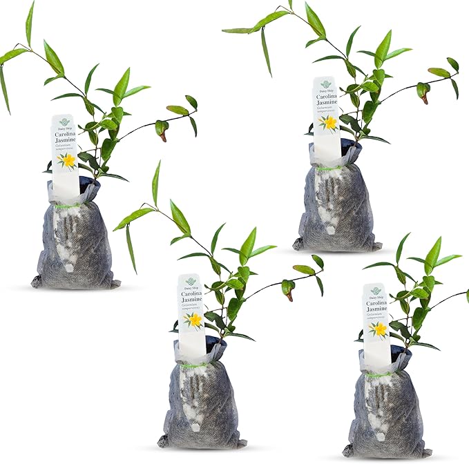 Carolina Jasmine Plant, Live Evergreen Vine, Fragrant Yellow Blooms, Fast Growing Climber for Trellis, Fences, or Arbors - Gelsemium sempervirens - 4 Bags