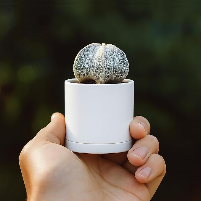 D'vine Dev 24 Pack 2 Inch Mini Plastic Plant Pots, Small Garden Planters for Plant with Drainage Holes and Saucers, White Color, 74-Z-A-6