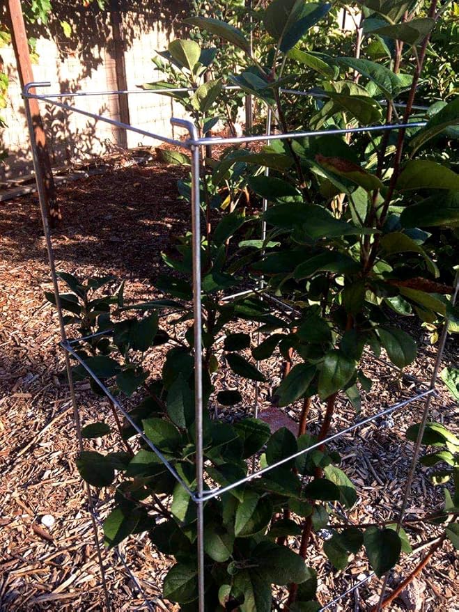 Galvanized Square Folding Tomato Cage Plant Support Stake Tower 12 inch by 46 inch, Pack of 5 Sets(