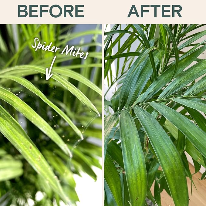 Organic Insecticide Liquid Concentrate – Natural Plant Insect Spray for Indoor & Outdoor Use, Fungus Gnat, Aphid & Spider Mite Control – Houseplant & Garden Insect Killer