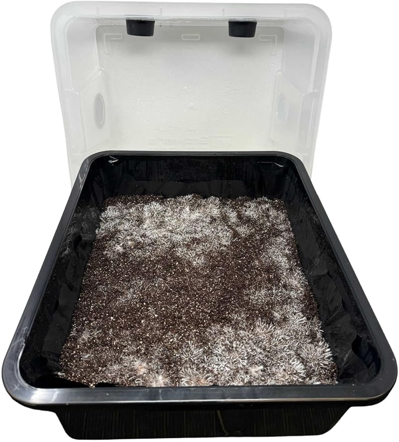 Mushroom Monotub Grow Kit | Complete Mushroom Grow Kit | for Dung-Loving Mushrooms | Includes sterilized Grain Spawn Bag, Bulk Substrate, Vermiculite, Filters & More! Just add Spores