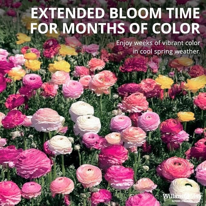 25 Pastel Mixed Ranunculus Bulbs Spring Planting - Buttercup Color Mix Value Bag - Plant in Gardens, Borders & Flowerbeds - Easy to Grow Flowers Bulbs by Willard & May