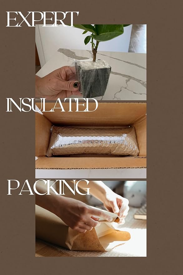 Dwarf Olive Tree Starter Plant, 2 Inch Pot, Indoor Outdoor Bonsai (1)