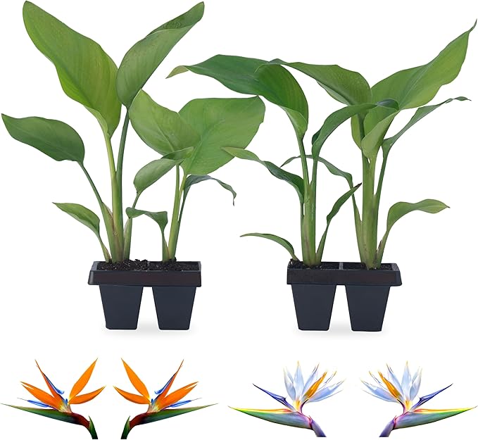 Bird of Paradise Plants Live (4-Pack), Strelitzia Plants with Perennial Orange (2) and White (2) Flowers, Indoor/Outdoor Plants, Exotic Tropical Decor, Not Artificial, 6-10" Height. 2" Pot.