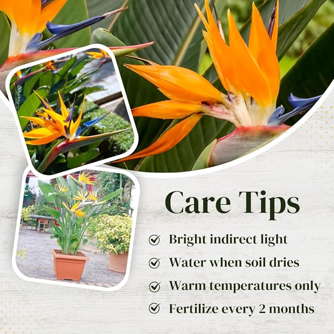 Bird of Paradise Plants Live (4-Pack), Strelitzia Plants with Perennial Orange Flowers, Indoor/Outdoor Plants, Exotic Tropical Decor, Not Artificial, 6-10" Height. 2" Pot