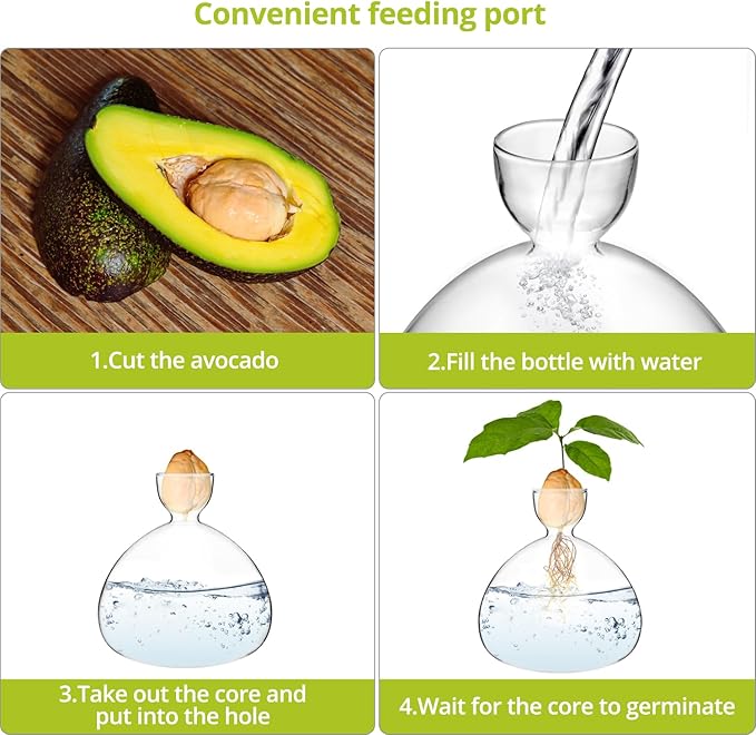 QWORK Avocado Seed Starter Vase, 2 Pack Glass Avocado Seed Growing Vase -Avocado Seed Sprout Glass Container, Tapered Base Design, 36oz Capacity -for Hydroponics Plants Home Office Wedding Decoration