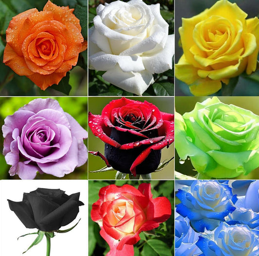 Multicolored Rose Flower Seeds Perennial Flowers Rare Plants Garden Bonsai Hybrid Rare Exotic Plant Garden 100pcs