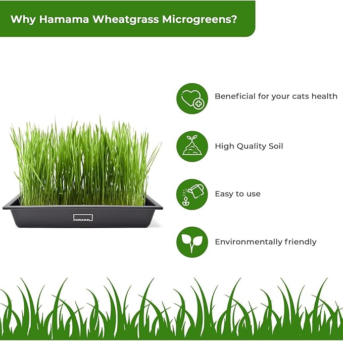 HAMAMA Microgreens Growing Kit Wheatgrass - Indoor Sprouts Mat - Seed Quilts Easy Setup Pack of 3 - Plastic Tray
