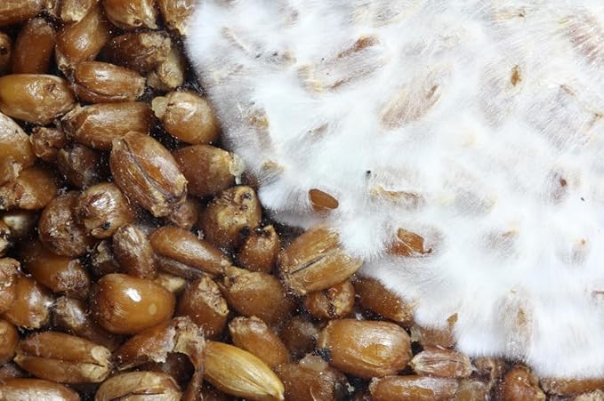 5 Pack Oyster Mushroom Liquid Cultures Starter Pack - Black Oyster, Blue Oyster, King Blue Oyster, Pearl Oyster, & Pink Oyster