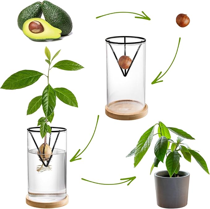 Lawei 3 Pack Avocado Tree Growing Kits, Glass Avocado Seed Starter Vase with Metal Triangle Bracket and Bamboo Base, Avocado Pit Sprouting Plant Pot Glass Bottle for Gardening Lovers Home Decor
