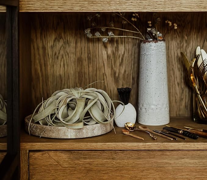 Air Plants - Tillandsia Xerographica, Large 5-7” - 2ct - Live Arrival Gauranteed - House Plants for Home Decor & Gift