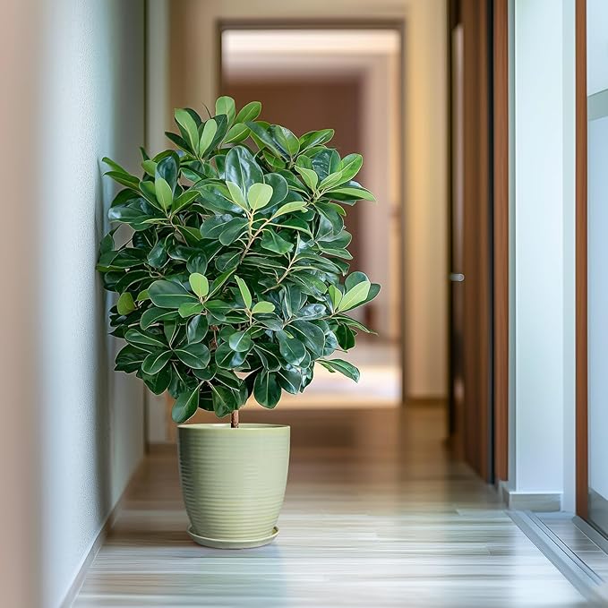 Ceramic Planter - 10 Inch Plant Pot for Indoor Outdoor with Drainage Hole and Plant Tray, Modern Round Home Office Patio Room Decor, House Warming Gifts, Green