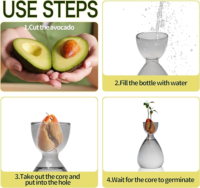 Avocado Vase Avocado Seed Starter Vases Trees Live Plants Growing kit Glass 2pc