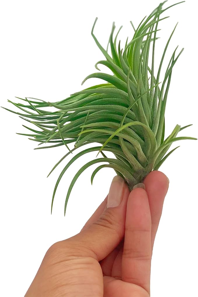 Air Plants - Flowering Tillandsia Pink Paske Large 5" - 3ct - Live Arrival Guaranteed - House Plants for Home Decor & Gift