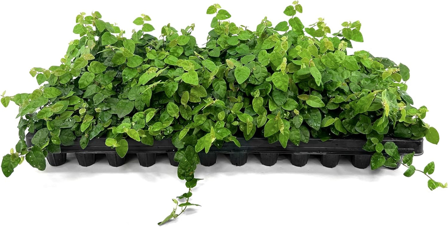 Creeping Fig Vine | 30 Live Plants | Ficus Pumila | Fast-Growing Ground Cover | Evergreen Climbing Vine for Walls & Trellises