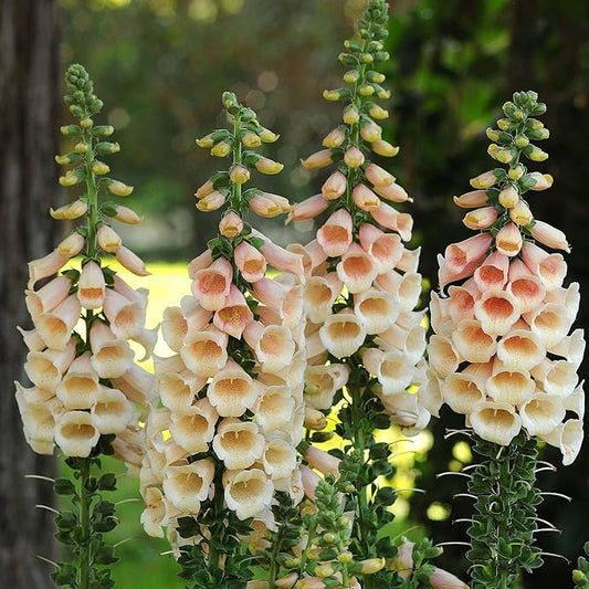 Eden Brothers Foxglove Seeds - Dalmatian Peach