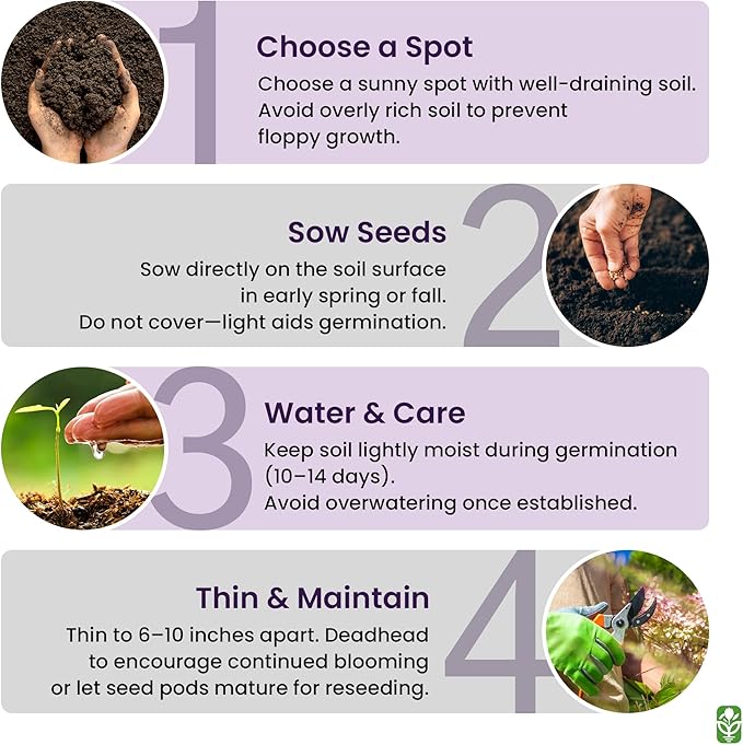 50,000 Shirley Poppies Seeds: Pastel Poppy Seeds