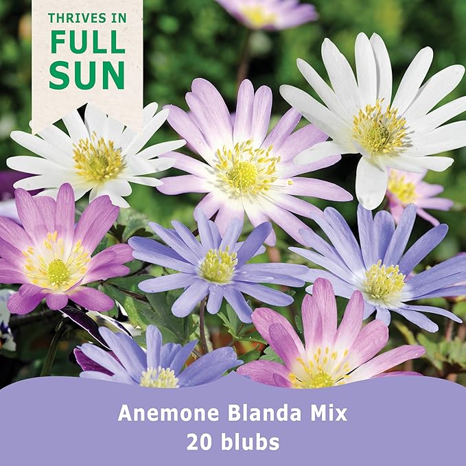| 20 Mixed Anemone Blanda Bulbs for Fall | Deer-Resistant & Vibrant | Perfect Perennial Garden Flower 4 to 5 cm Bulb Size