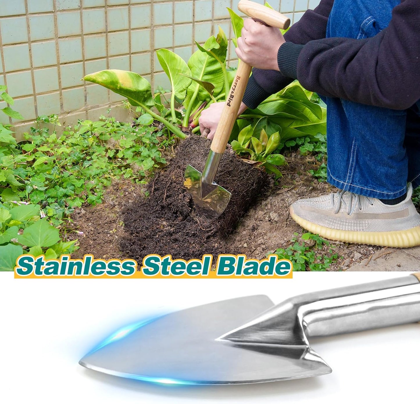 Berry&Bird Perennial Shovel, 21.6'' Pointed Head Garden Spade with Sharp Blade Wood Hand Shovel, Stainless Steel Long Trowel Gardening Tool for Roots, Planting, Digging, Transplanting and Cutting