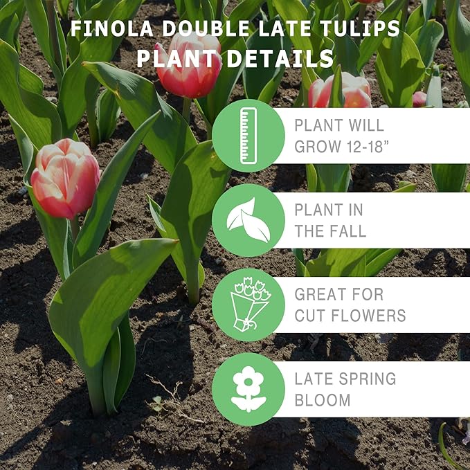 Finola Double Late Tulip Bulbs (10-Pack) Peony-Like Pink & White Blooms for Fall – Long- Lasting & Hardy