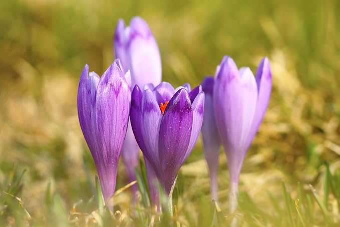 30 Saffron Crocus Bulbs-Fall Blooming, Grow Your Own Saffron Spice! Plant Now for Fall Blooms!