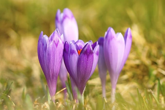 30 Saffron Crocus Bulbs-Fall Blooming, Grow Your Own Saffron Spice! Plant Now for Fall Blooms!
