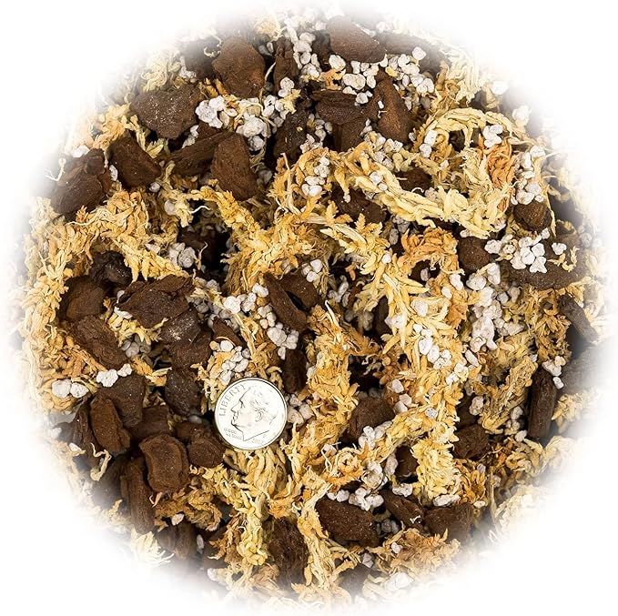 Premium Preserved Reindeer Moss for Potted Plants, Terrariums, Fairy Gardens, Arts and Crafts or Floral Decor Design in Natural (1 Quart Bag)