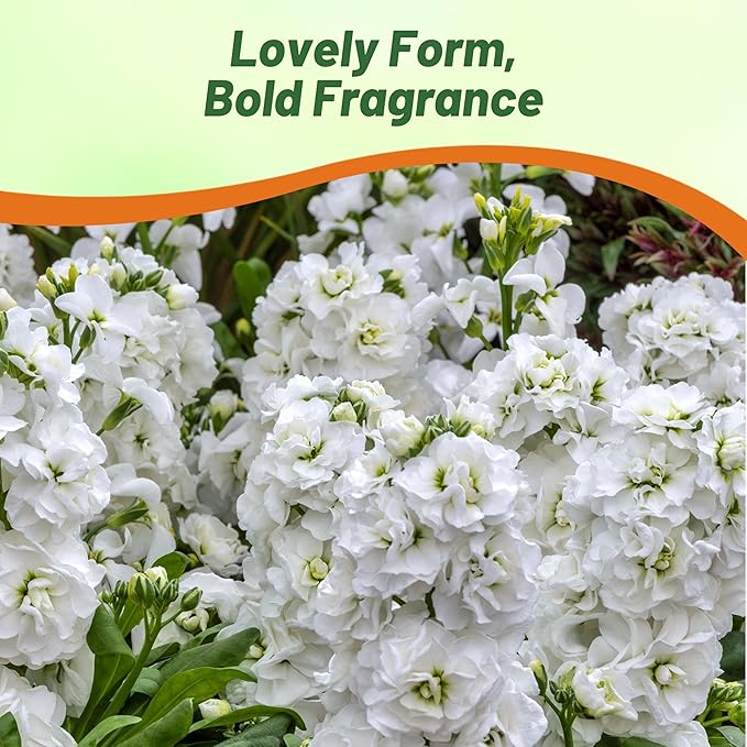 Outsidepride Ten Week White Mattiola Stock Seeds - 1000 Pcs Annual Flower Seeds for Planting with Fragrant Blooms That Attract Pollinators, Compact Growth, for Cut Flower Arrangements & Containers