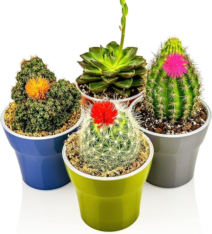 Premium Dracaena Potting Soil Mix - (5 Quart Bag)