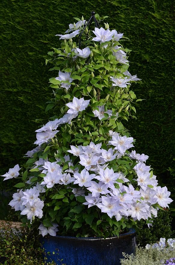 Perennial Farm Clematis Boulevard® Tranquilite™ Hybrid– Live Clematis Vine in 4 Quart Container, Pale Lavender Blooms, Compact Climber, Long Blooming, Ideal for Trellises, Containers & Fences