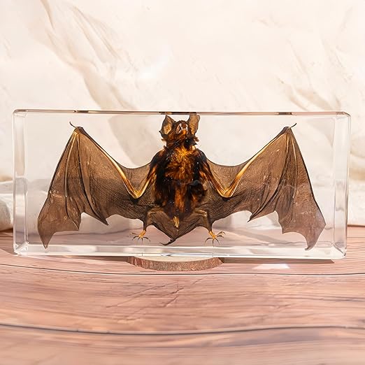 Real Bat Specimens, Resin Animal Specimens, Animal Skulls, Quirks, Biology, for Animal Specimen Enthusiasts, Science Classroom Science Education (Bat 5.6x2.6x0.8 Inch)