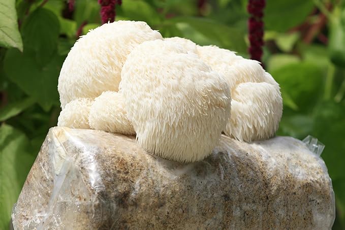 Two Mushroom Grow Kits, 3Lb Each (Lion's Mane & Blue Oyster)