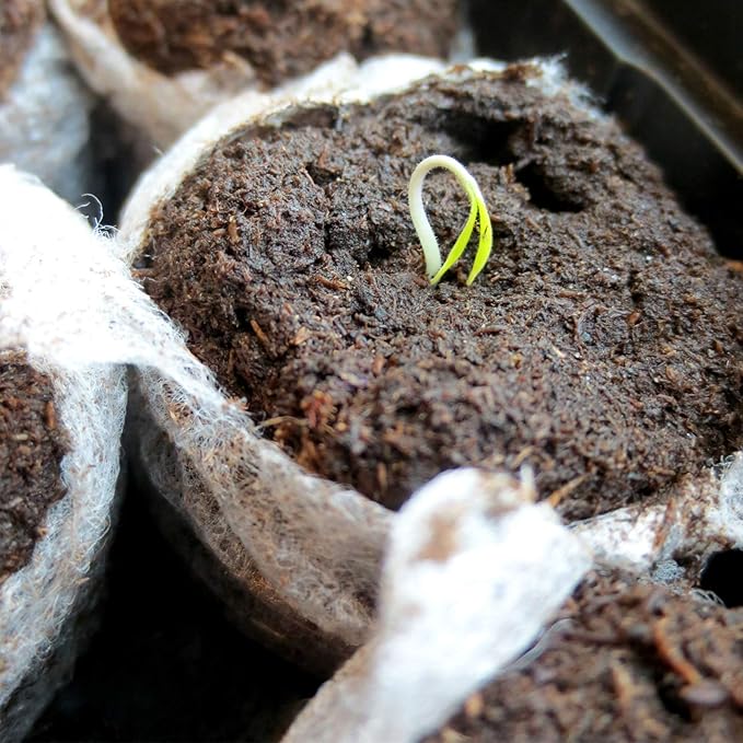 ZeeDix 50pcs(50mm) Coco Coir Pellets Potting Soil Indoor Plants, Compressed Coconut Coir Soil Pellets Seed Starting Pellets Discs for Planting Flowers Bonsai Herbs Plants and Vegetables