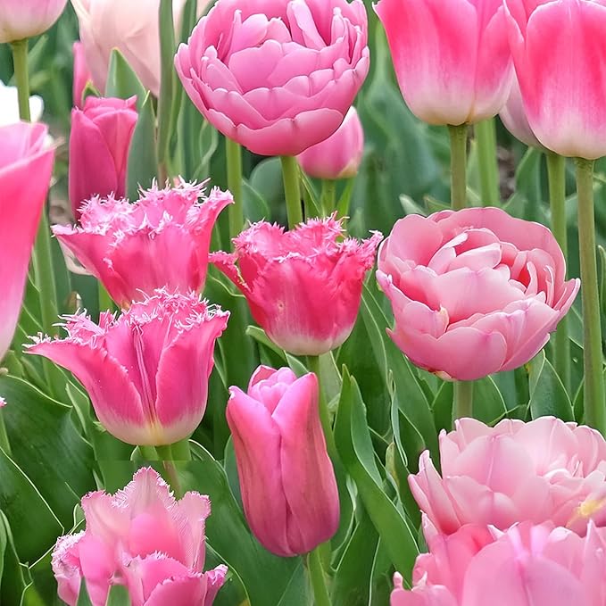 Pink Tulip Blend Bulbs (10-Pack) Elegant Tulips Bulbs for Fall Planting – Mixed Shades of Pink – Premium Lily-Flowered Tulips for Garden Beds