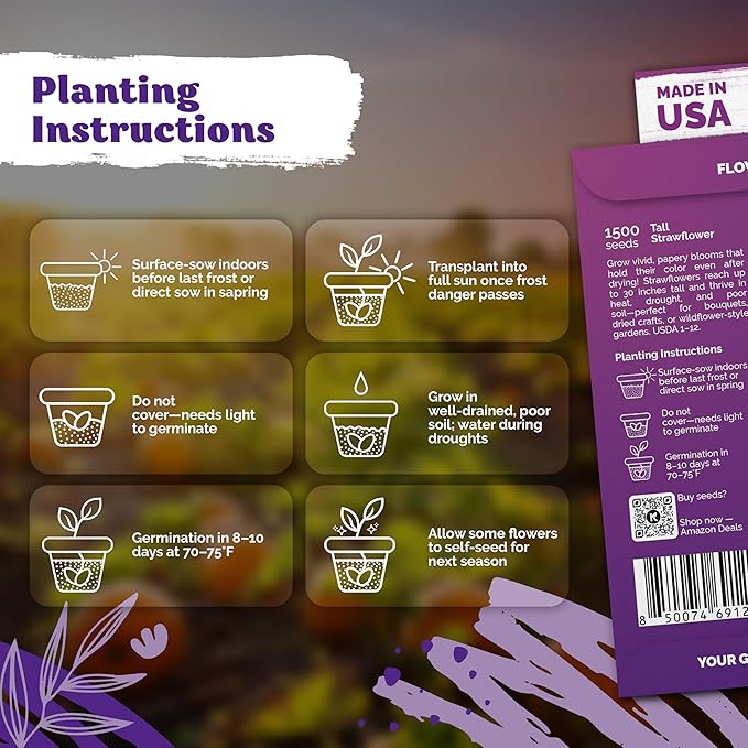 KVITER 1,500 Tall Mix Strawflower Seeds for Planting (Xerochrysum/Helichrysum Bracteatum) — Golden Everlasting Flower, Paper Daisy — Ideal Organic, Heirloom Cut Flower Seeds to Plant Outside & Drying