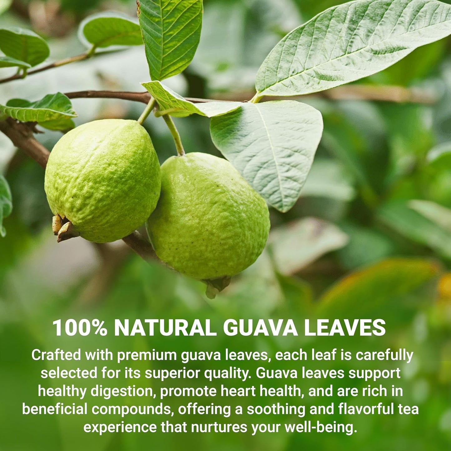 LeafLea 120 Guava Leaf Tea Bags, Premium Natural Herbal Tea, 100% Hojas De Guayaba, Caffeine-Free, Non-GMO, Supports Digestion & Immune Health, Packed with Natural Goodness