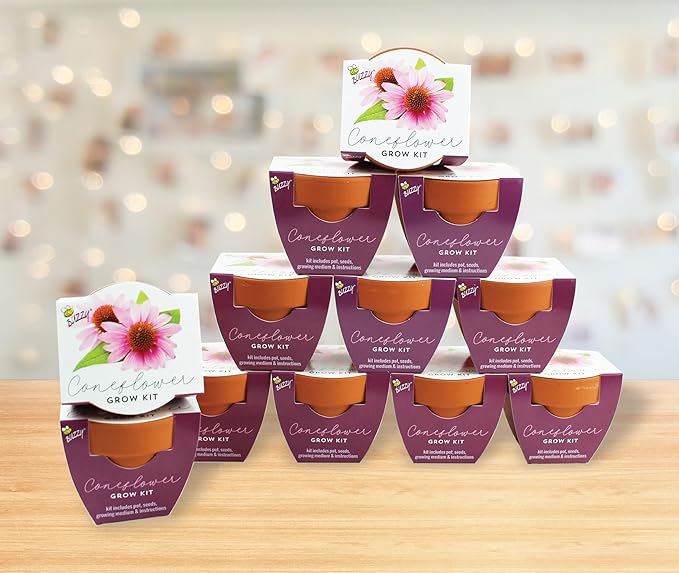 BUZZY Seeds Terracotta Mini Grow Pots | Herb, Plant, Flower Starter Kit for Kids & Adults | Coneflower 12-Pack, Classic Collection | Guaranteed to Grow | Best Indoor-Outdoor Gardening Gift