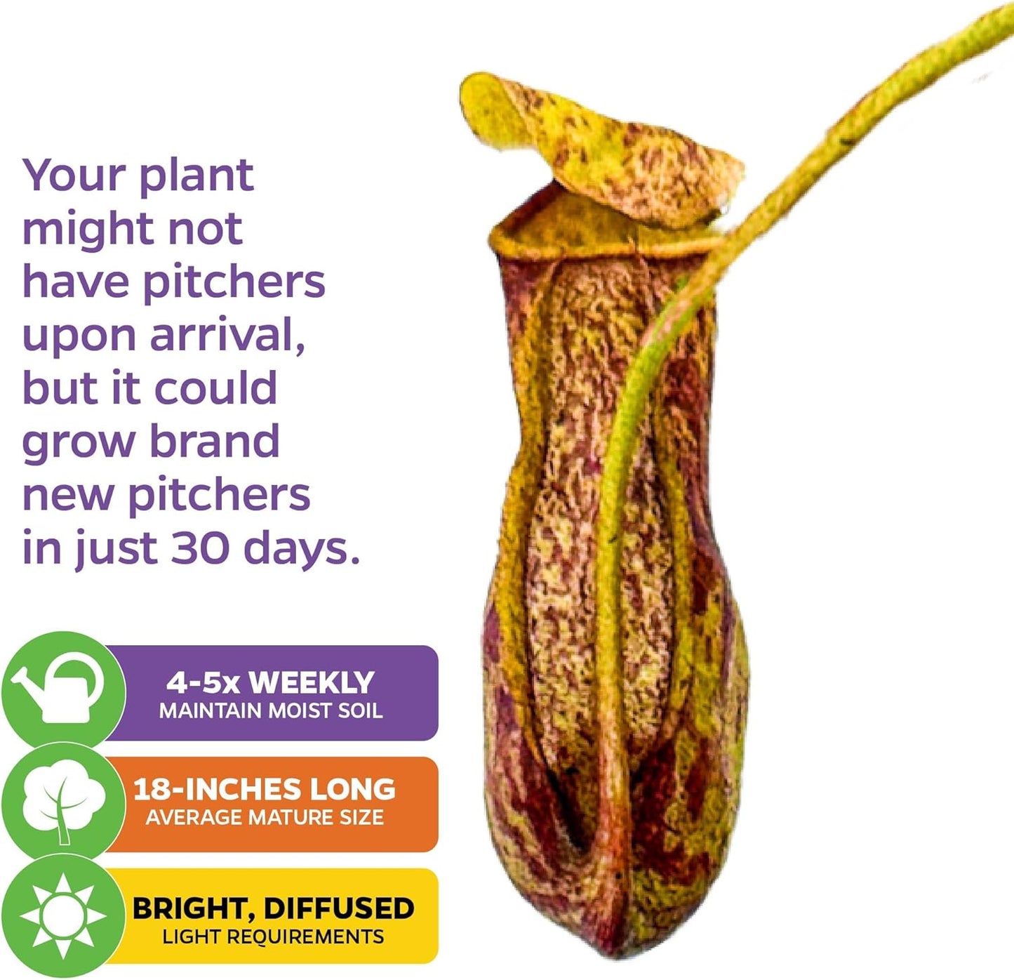 St. Gaya Pitcher Plant - Carnivorous Nepenthes by Wellspring Gardens - Unique Pitchers, Easy-Care, Indoor Plant, Striking Housplant - Fascinating Carnivorous - Starter Plant Aquatic Plant