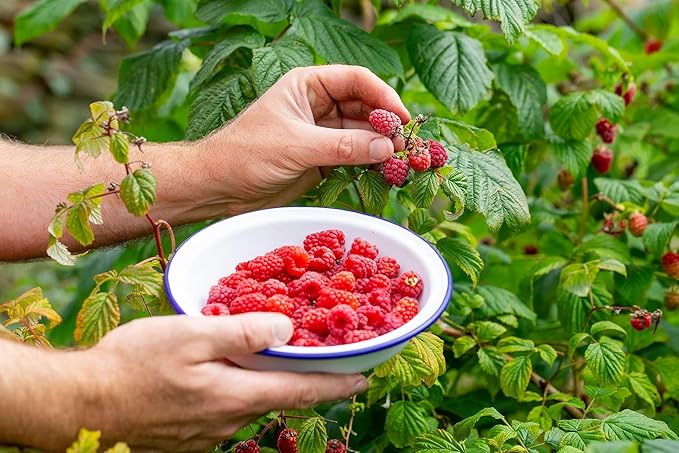 Premium Raspberry Potting Soil Mix - Optimal Blend for Thriving and Juicy Berries - 10 Quart