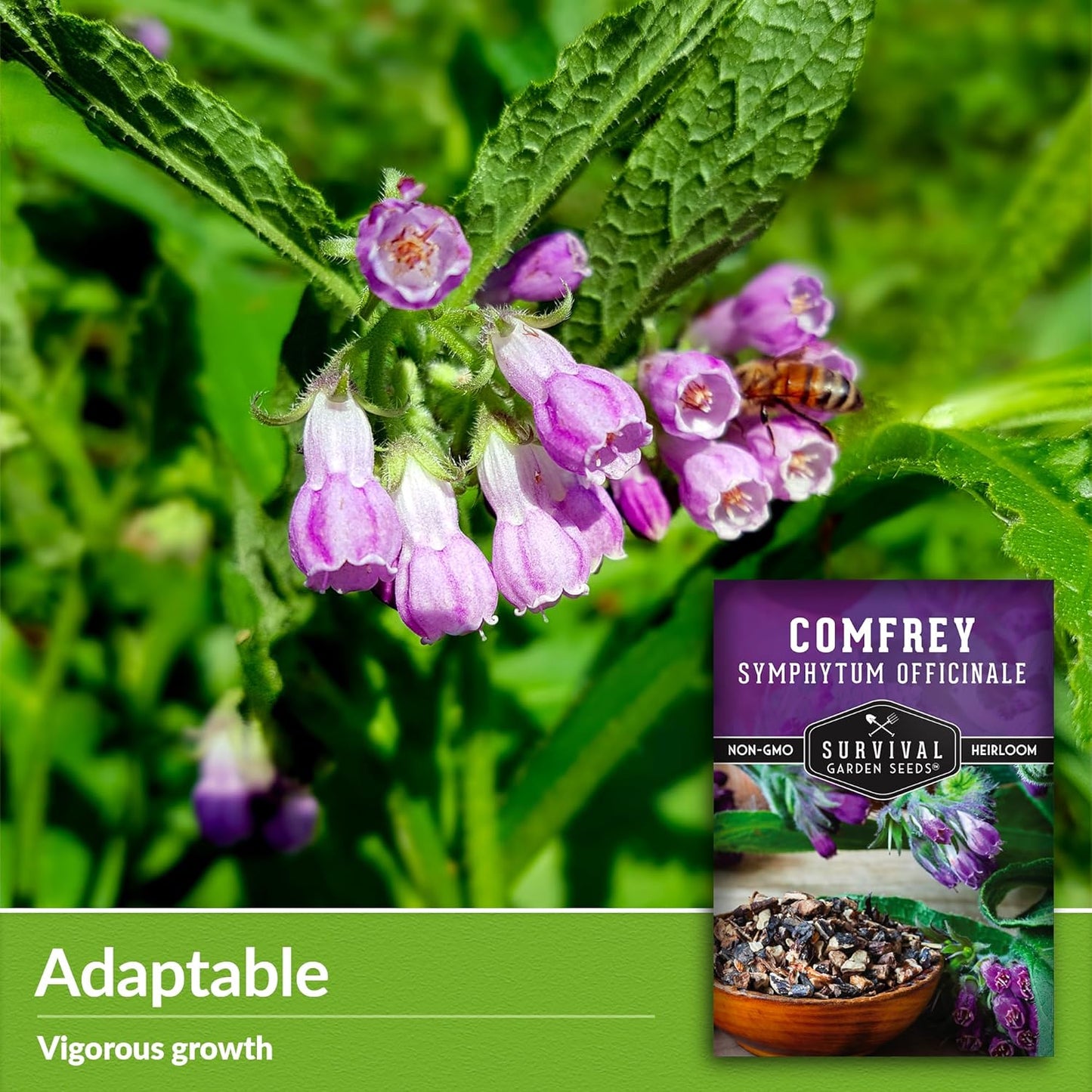 Survival Garden Seeds Comfrey Seed for Planting - 2 Packets with Instructions to Plant and Grow Slippery Root Plants in Your Home Herb Garden - Symphytum officinale - Non-GMO Heirloom Seed Variety
