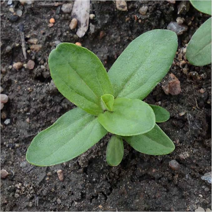 Seed Needs Zinnia Seeds for Planting California Giants Zinnias - Collection of 9 Individual Heirloom Seed Packets - Grow a Butterfly Garden to Attract Butterflies, Bees & Other Pollinators