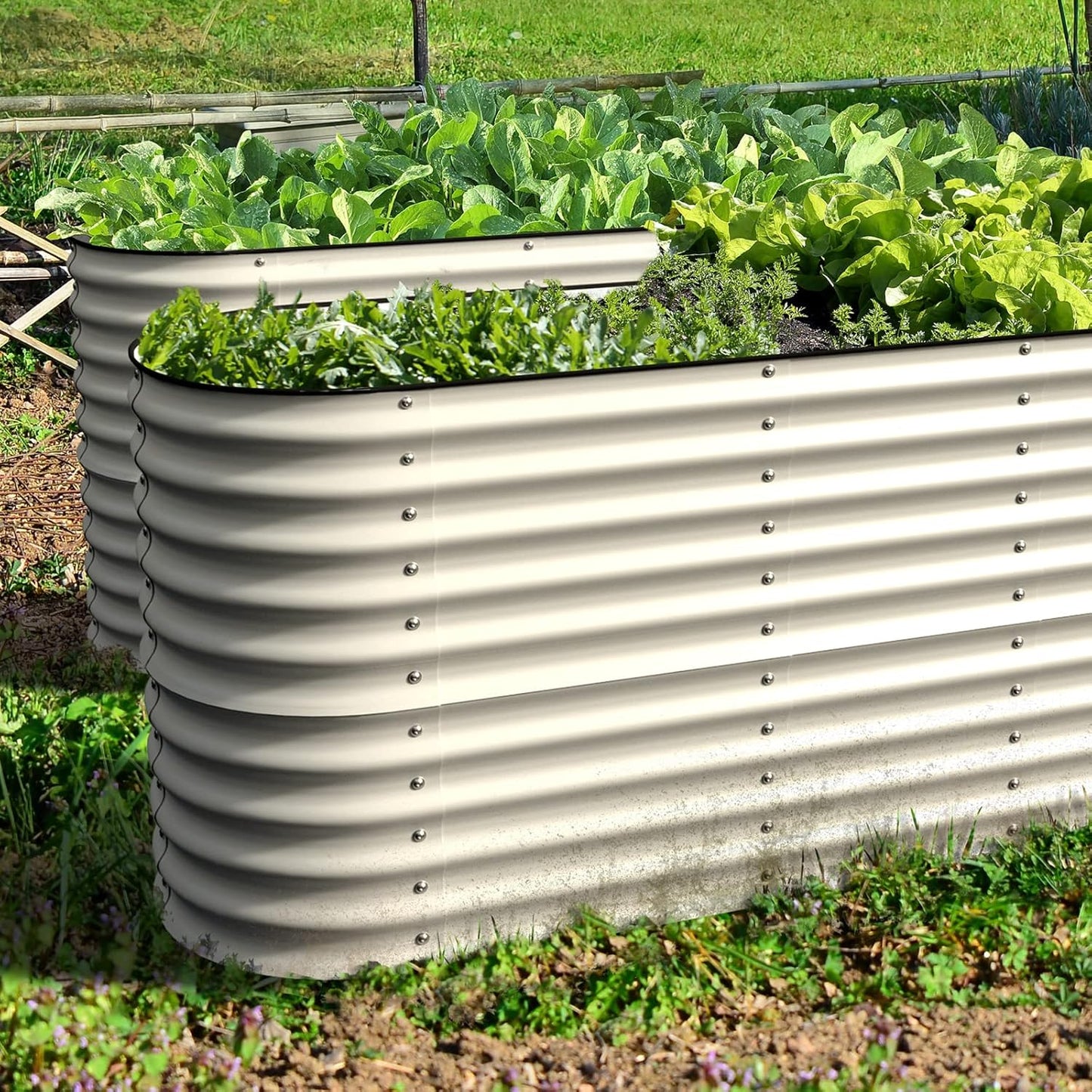 Olle Galvanized Planter for Vegetables 12-in-1 Large Metal Raised Bed Gardening Kit for Outdoors 32" Tall Size 5X5 Feets 8X2 Feets 4x8 Raised Garden Bed, Ivory