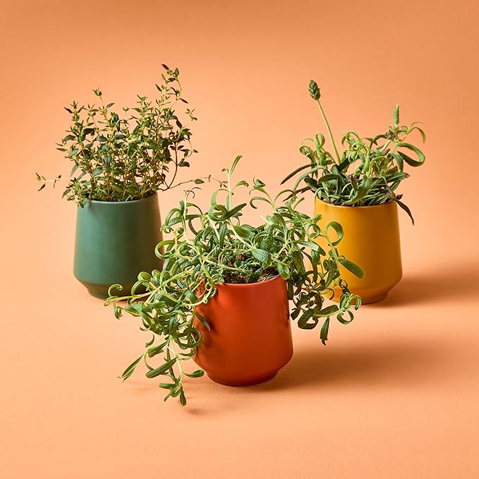 Modern Sprout Rooted Candle (Pack of 3) - 2 in 1 Scented Candles with Seeds That Grows into Plants - 6 oz Soy Candle with 42 hr Burn time in Matte Glaze Ceramic Vessel - Rosemary, Thyme, & Lavender